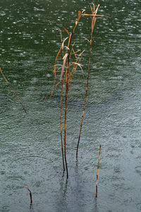 Close-up of water in lake