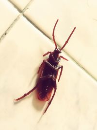 High angle view of insect on wall