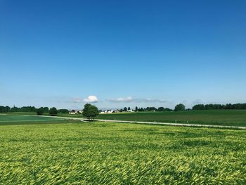 Scenic view of field against blue sky