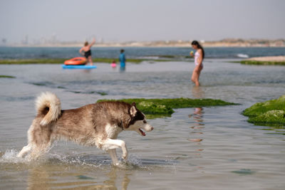 Dog running on beach