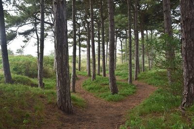 View of pine woodland