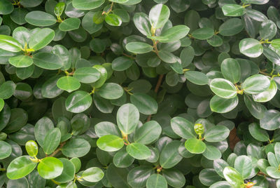 Full frame shot of plants