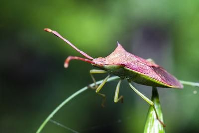 Close-up of a lizard on leaf