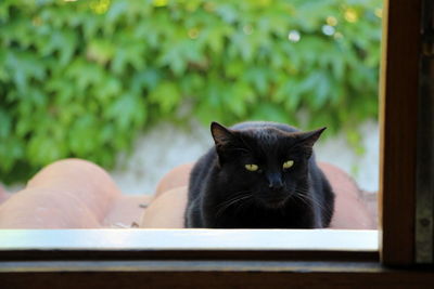 Portrait of cat relaxing outdoors