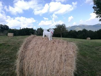 Hay bales in a field