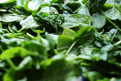 Close-up of spinach leaves