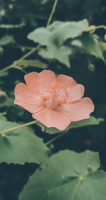 Close-up of flower on plant
