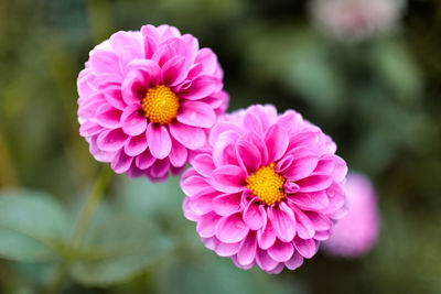 Close-up of pink flower