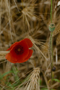 Close-up of poppy flower