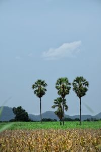 Palm trees up in the middle of dry corn trees fields in background.