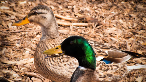 Side view of mallard ducks in zoo