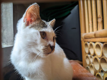 Close-up of cat looking away