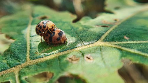 Close-up of insect on leaf