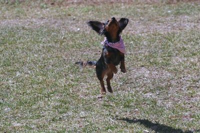 Dog on field