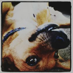 domestic animals