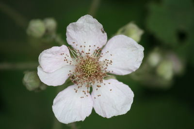 Close-up of white flower blooming on tree