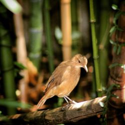 Close-up of bird perching on branch