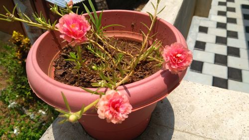 High angle view of pink flower pot on potted plant