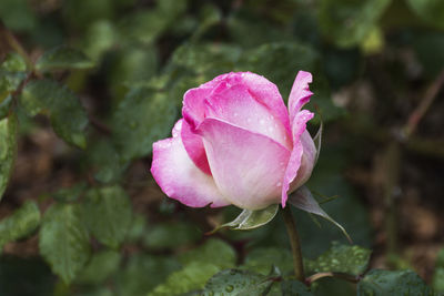 Close-up of pink rose