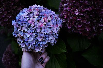 Cropped hands of woman holding purple flowers blooming outdoors