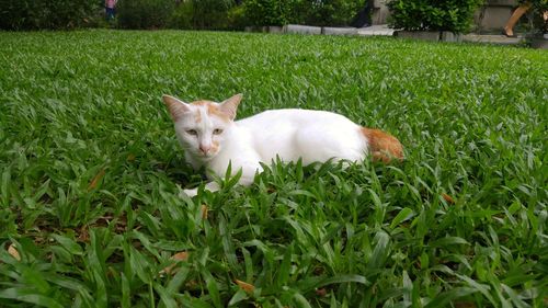 Cat lying on grass