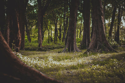 Trees growing in forest