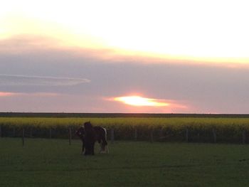 Scenic view of grassy field against sky at sunset