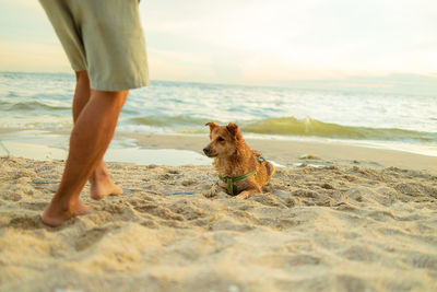 Low section of man with dog at beach