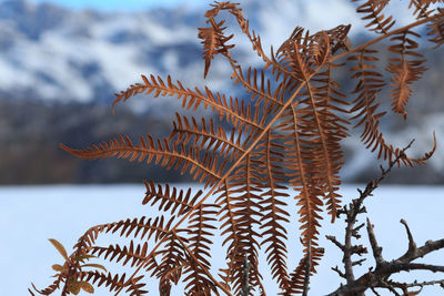 Low angle view of fern during winter