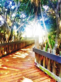 Trees growing in sunlight