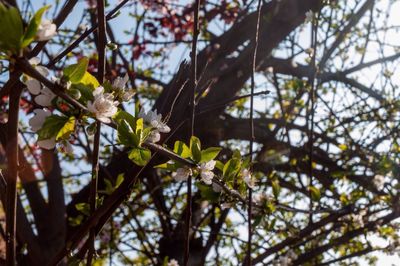 Low angle view of flowers on tree