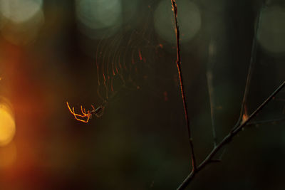 Close-up of spider on web