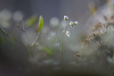 Close-up of plant against blurred background