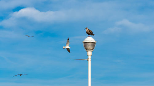 Low angle view of seagulls flying against sky