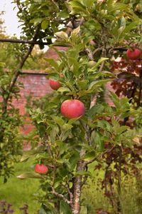 Close-up of cherries on tree