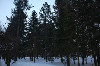 Trees in forest during winter