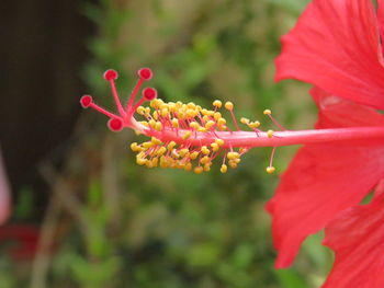 Close-up of red flowering plant