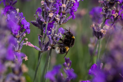 Close-up of bee on purple flowers