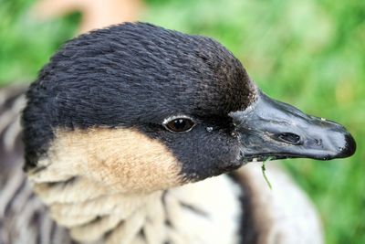 Close-up of bird