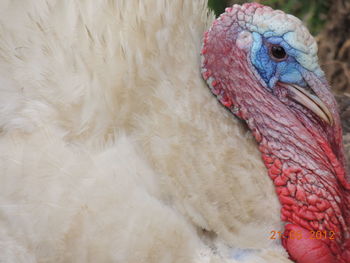 Close-up of a bird