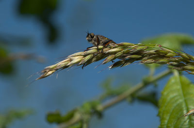 Close-up of plant against blurred background