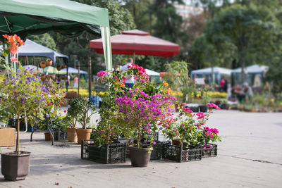 Potted plants on table