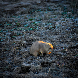 High angle view of an animal on land