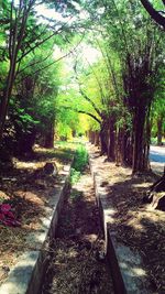 Trees in forest