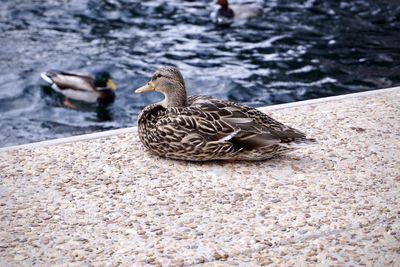 Birds in a lake