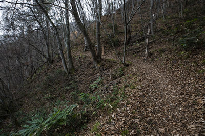 View of trees in forest