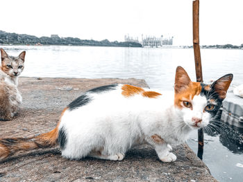 Portrait of a cat on a water
