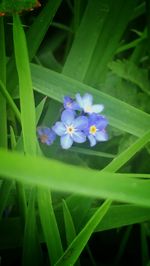 Close-up of purple flowers