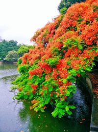 Full frame shot of red leaves