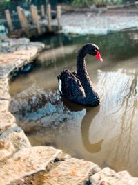 Swan swimming in lake